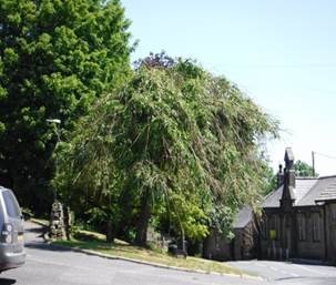 weeping ash